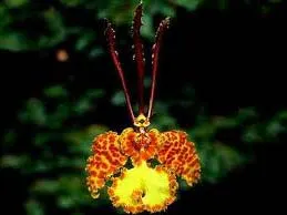 Oncidium Kalihi