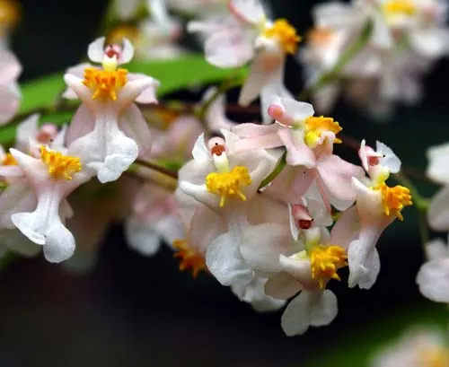 Oncidium Tsiku Marguerite 'Romantic Fantasy'