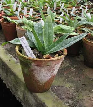 Paphiopedilum barbatum x primulinum