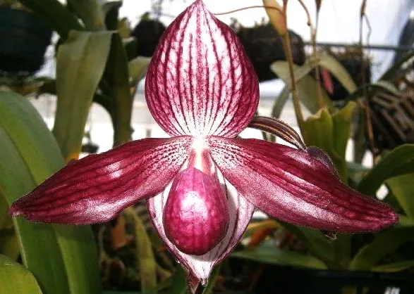 Paphiopedilum Delrosi (delenatii x rothschildianum)