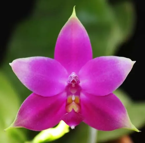 Phalaenopsis violacea 'Red'