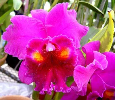 Brassolaeliocattleya Herons Roon 'Grape Land'