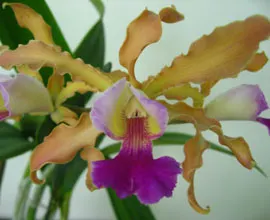 Schomburgkia Thomsoniana x Cattleya Penny Kuroda