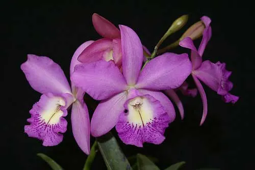 Brassocattleya Little Marmaid 'Janet' AM/AOS (Cattleya walkeriana x Brassocattleya Maikai)
