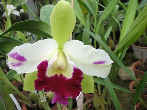 Epilaeliocattleya Mae Bly 'Ching Hua Splash' (Epidendrum mariae x Laeliocattleya Ann Follis)