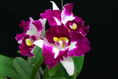 Laeliocattleya Chan Hsiu Jewel 'San Mei' (Cattleya Moscombe x Laeliocattleya Wayndora)
