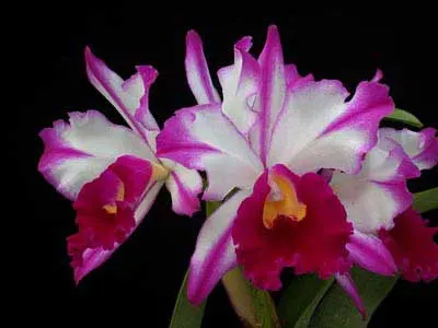 Brassolaeliocattleya Segundina Vizcarra 'Gloria'