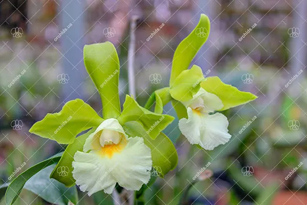 Epicattleya Siam Jade (Cattleya Penny Kuroda x Epicattleya Vienna Woods)
