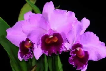 Laeliocattleya Antonetta Mahan 'S-10' (Lc. Marcia Foster x C. J A Carbone)