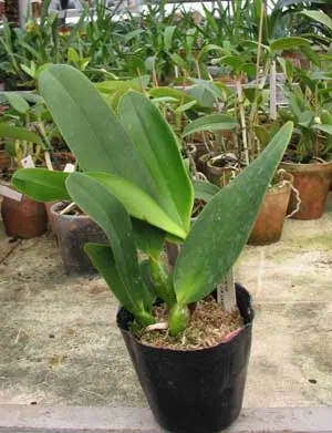 Laeliocattleya Antonetta Mahan 'S-10' (Lc. Marcia Foster x C. J A Carbone)