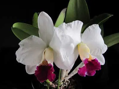 Laeliocattleya Imperial Charm 'Sato' (Pri Pri x Imperial Wings)