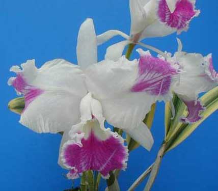 Cattleya Sedlescombe 'Variegated' (Annette x Suavior)