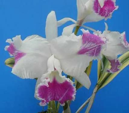 Cattleya Sedlescombe 'Variegated' (Annette x Suavior)