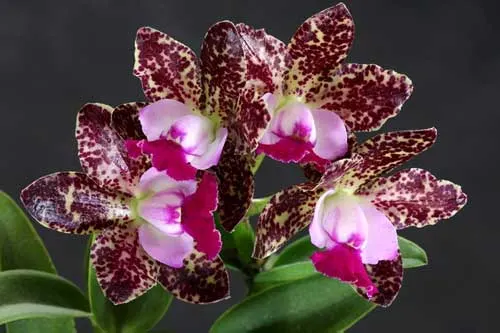 Cattleya Green Emerald 'Stack'