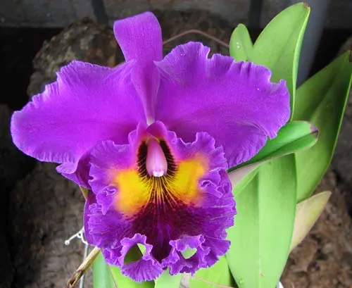 Brassolaeliocattleya King of Taiwan 'Ta-Hsin' (Bryce Canyon x Purple Ruby) 