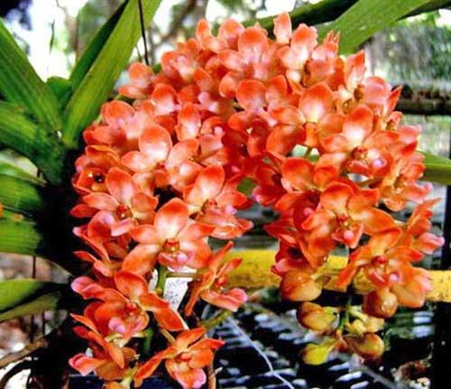 Rhynchostylis gigantea Orange