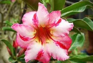 Adenium Big Harry