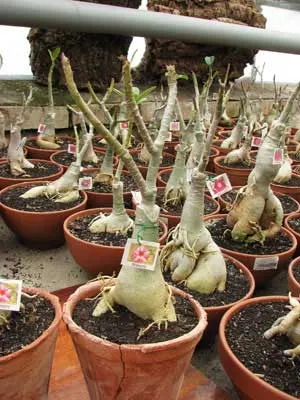 Adenium Big Harry