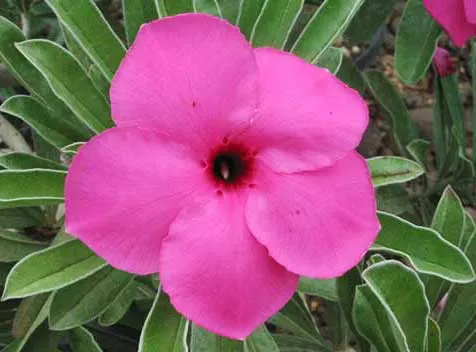 Adenium Chalking Pink