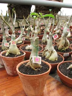 Adenium Chalking Pink