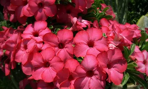 Adenium Deang Si Ri