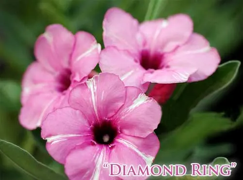 Adenium Diamond Ring