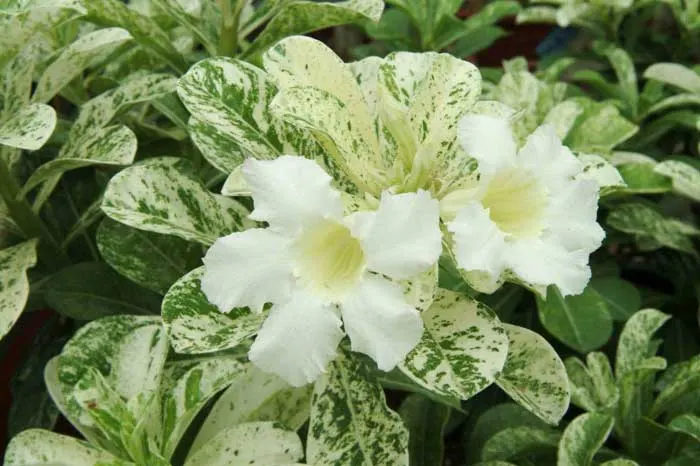 Adenium Green Variegated Leaves