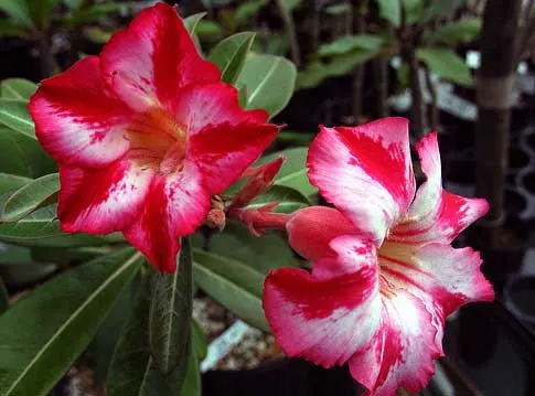 Adenium Harry Potter