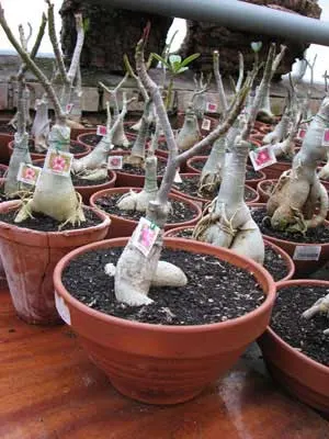 Adenium Harry Potter