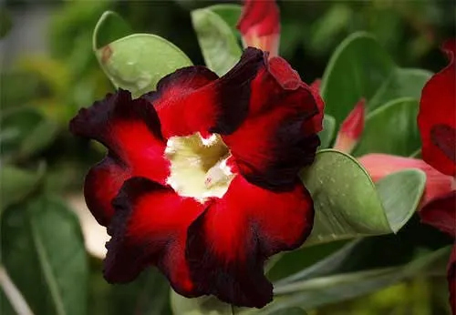 Adenium Hip Hop