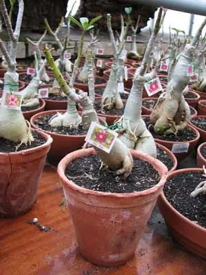 Adenium Hip Hop