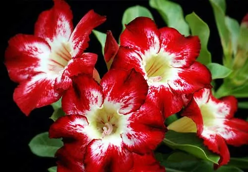 Adenium Large Moonlight
