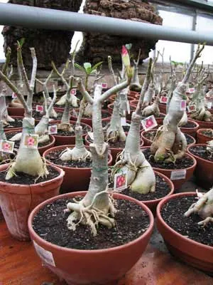Adenium Large Moonlight