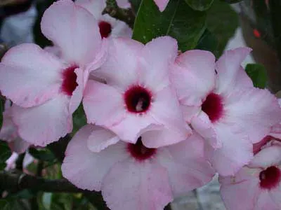 Adenium Lucky Pink