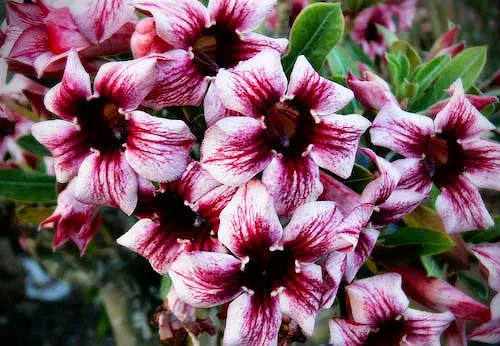 Adenium Maroon Star