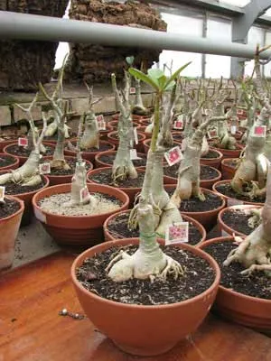 Adenium Maroon Star