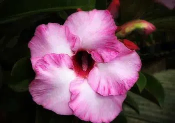 Adenium Milk Shake