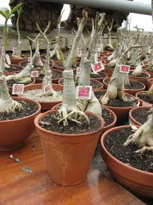 Adenium Muang Chao Praya