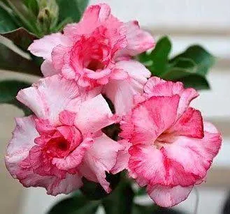 Adenium RCN Double Flower