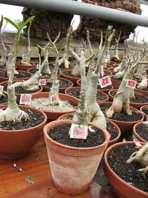 Adenium RCN Double Flower