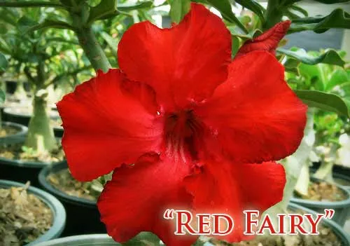 Adenium Red Fairy