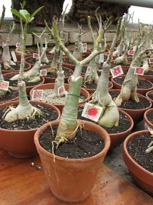 Adenium Red Fairy