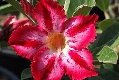 Adenium Red Harry