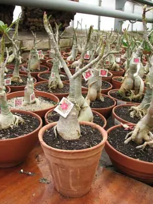 Adenium Red Harry