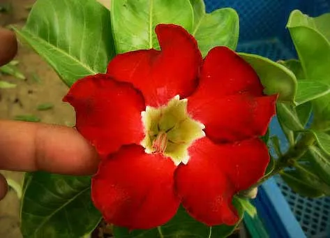 Adenium Red Janzen