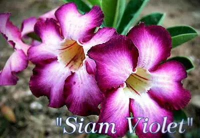 Adenium Siam Violet