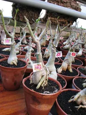Adenium Siam Violet