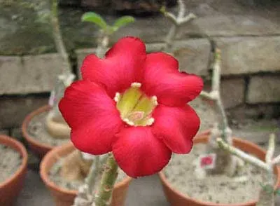 Adenium Super Ba (Green Leaves)