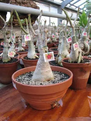 Adenium Super Ba (Green Leaves)