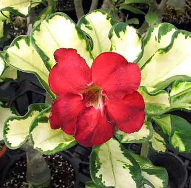 Adenium Super Ba (Variegated Leaves)